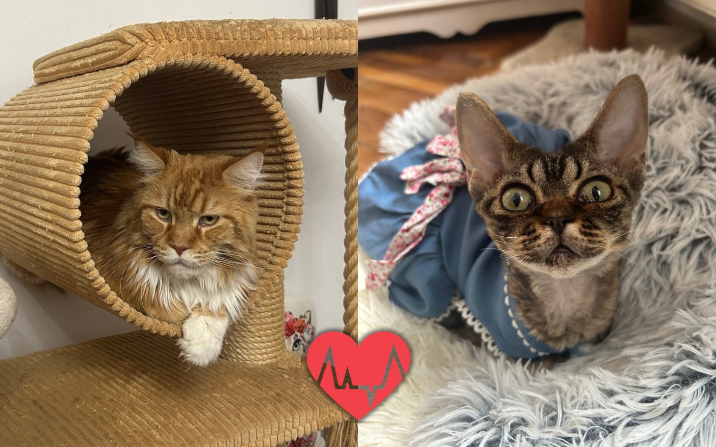 
        Dwa koty w kocim domku, jeden w środku, drugi na zewnątrz.
    