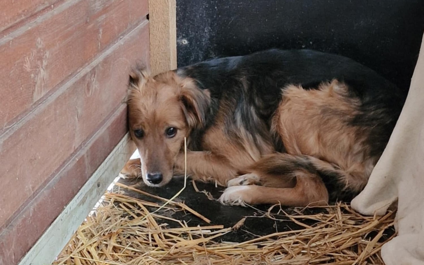 
        Pies leżący w kącie, smutny i zmartwiony.
    