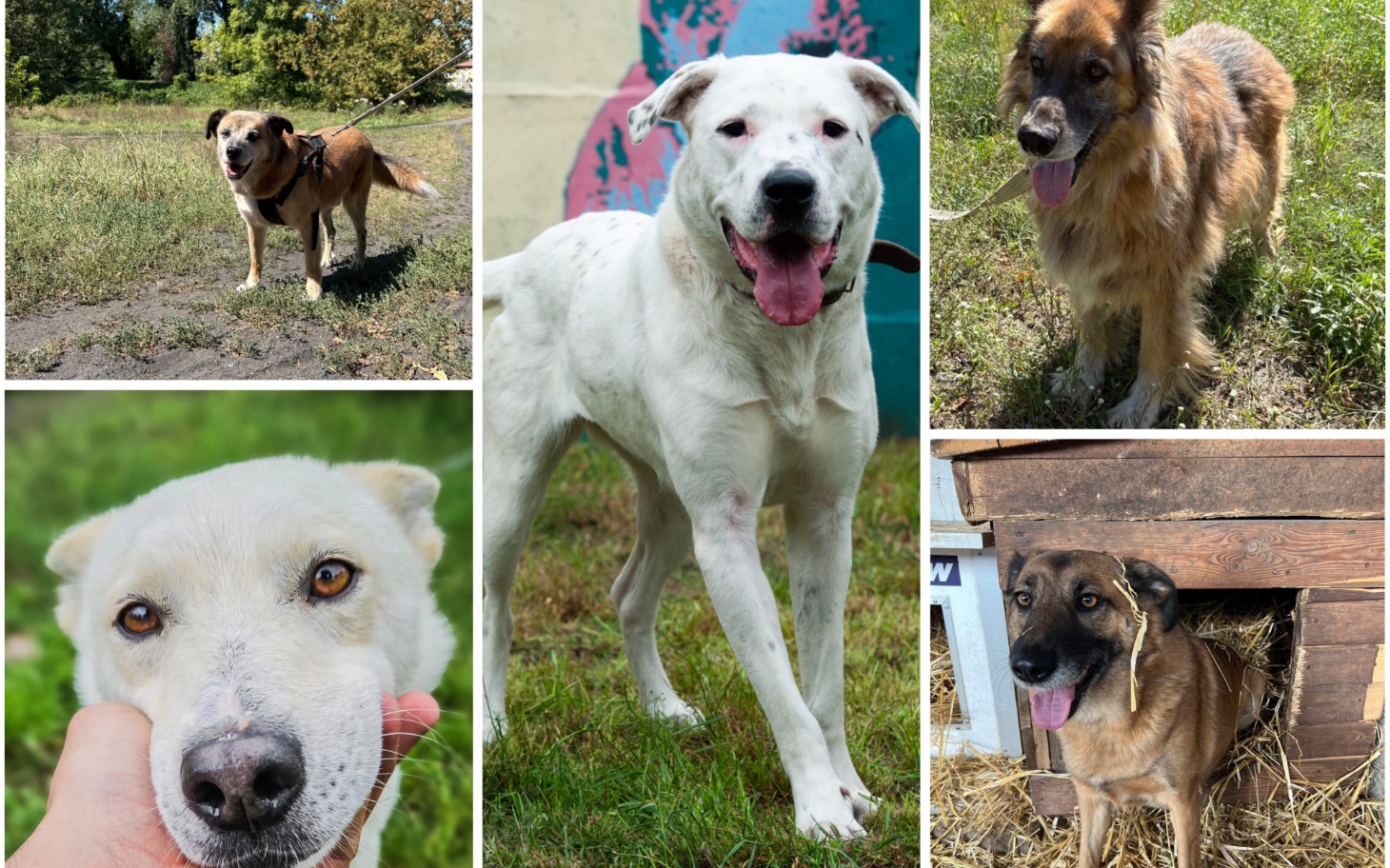 
        Zrzut ekranu z formularza z kwotą do zapłaty.
    