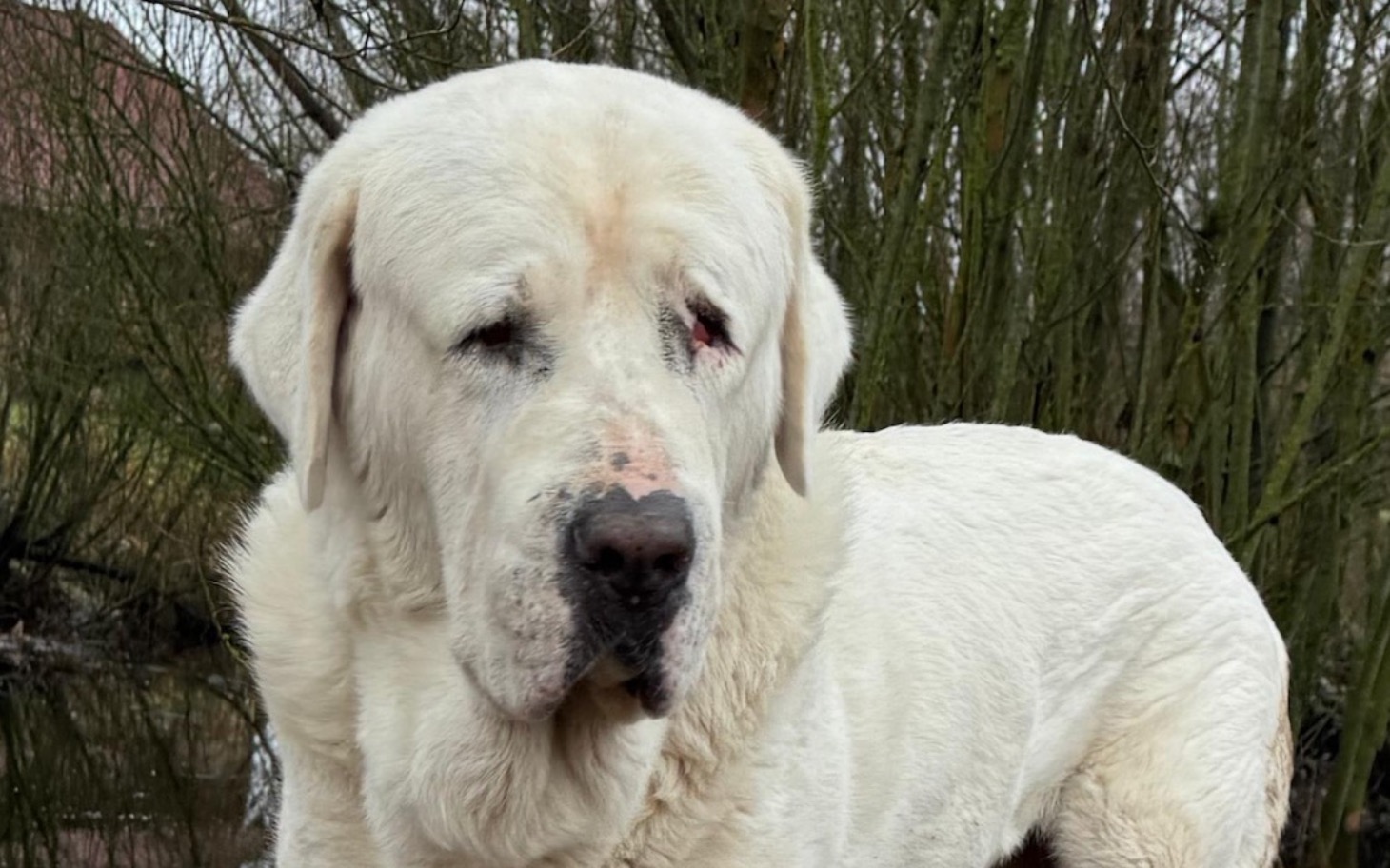 
        Biały pies stojący wśród drzew.
    