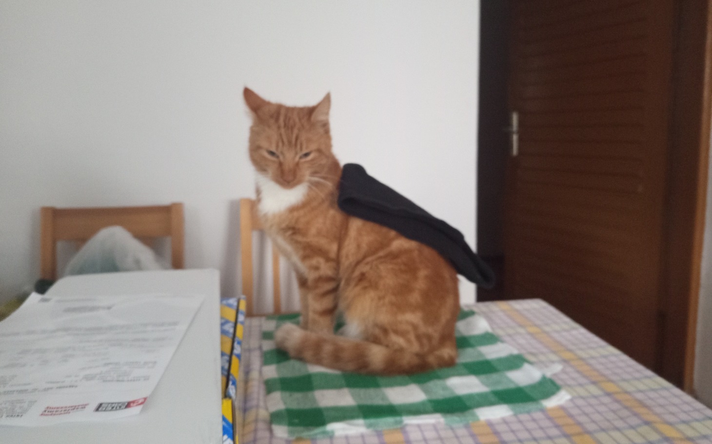 
        Rudy kot z czarną torbą na plecach siedzi na stole.
    