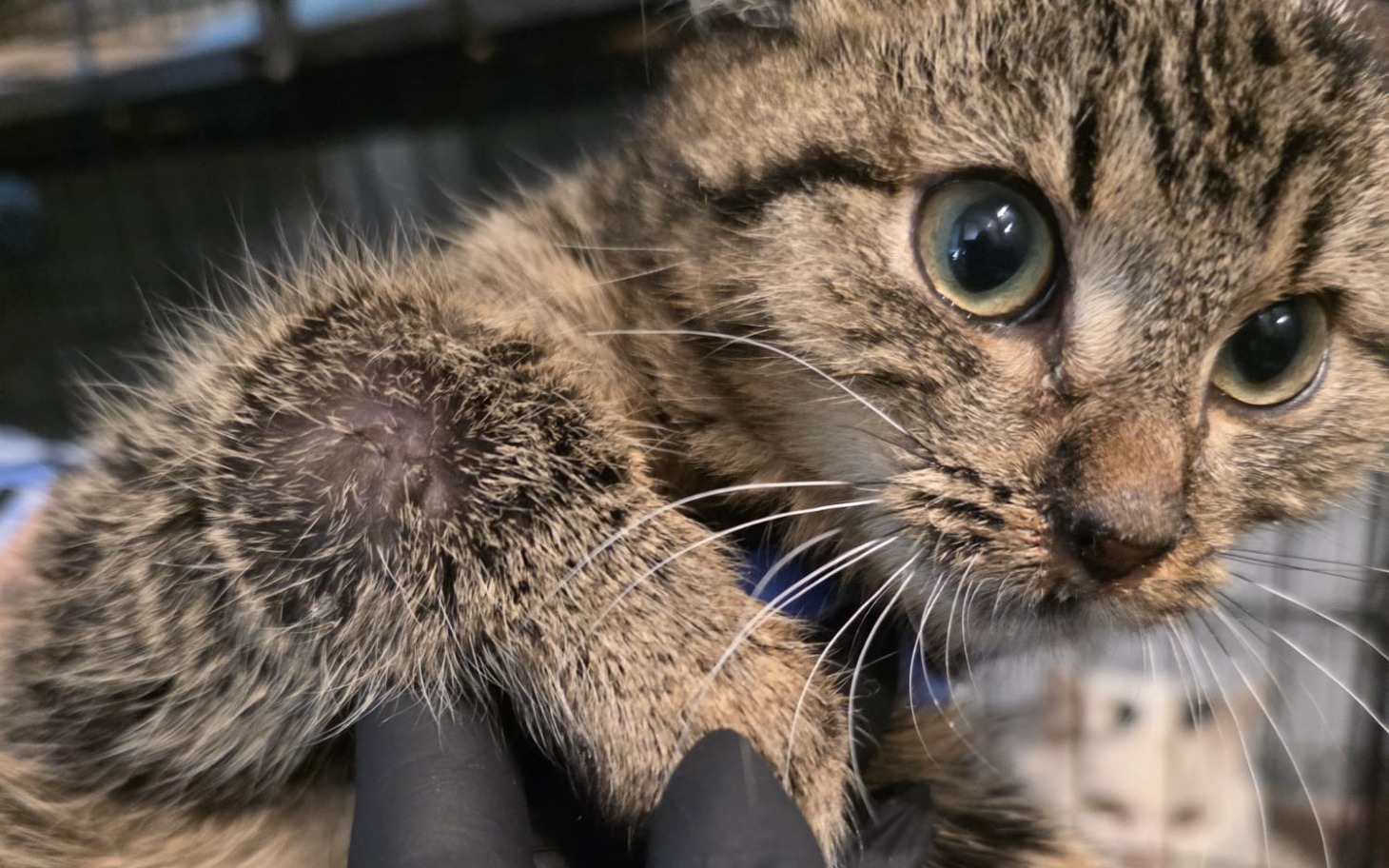 
        Mały kotek z dużymi oczami, trzymany w rękach.
    