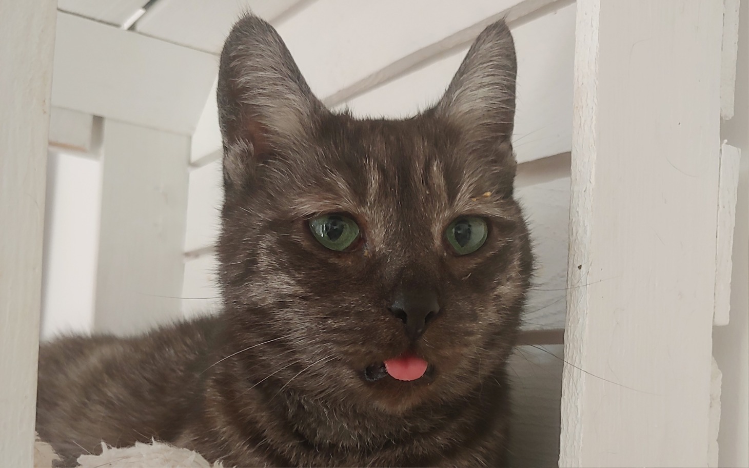 
        Kot z wystającym językiem, odpoczywający w domku.
    