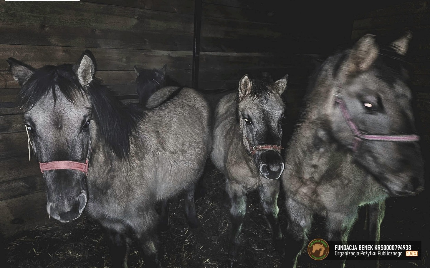 
        Trzy konie w stajni, stojące blisko siebie w ciemności.
    