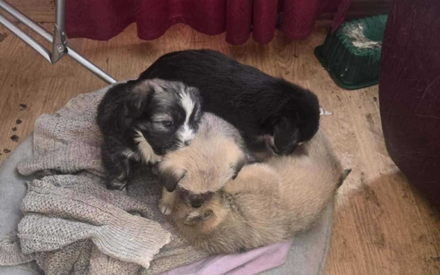 
        Słodkie szczeniaki leżące na kocyku, przytulone do siebie.
    