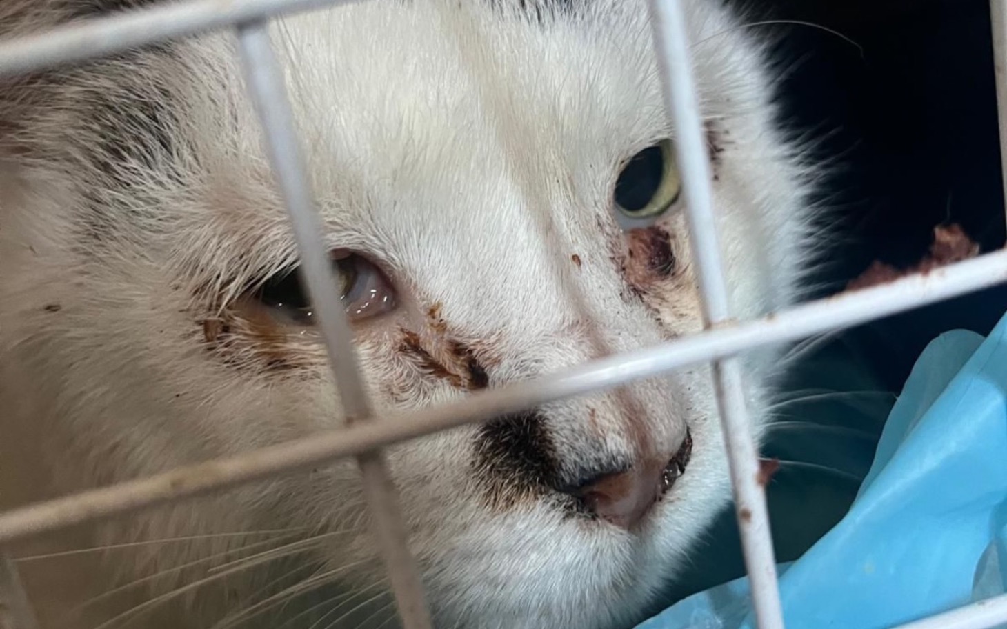 
        Zbliżenie na kota z ranami w klatce.
    