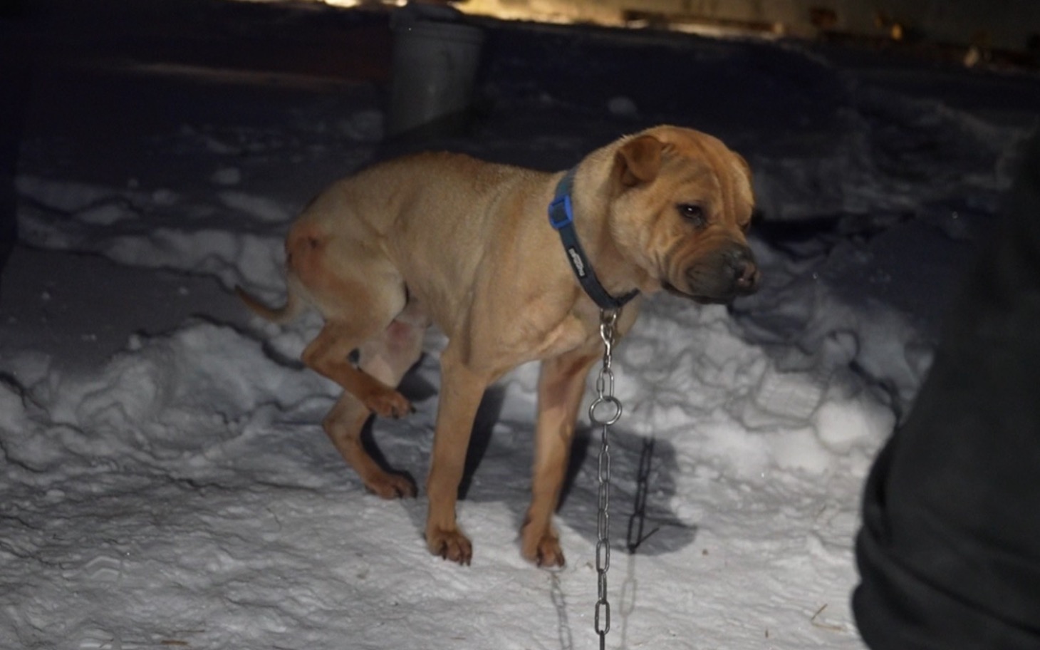 
        Pies na smyczy stoi na śniegu.
    