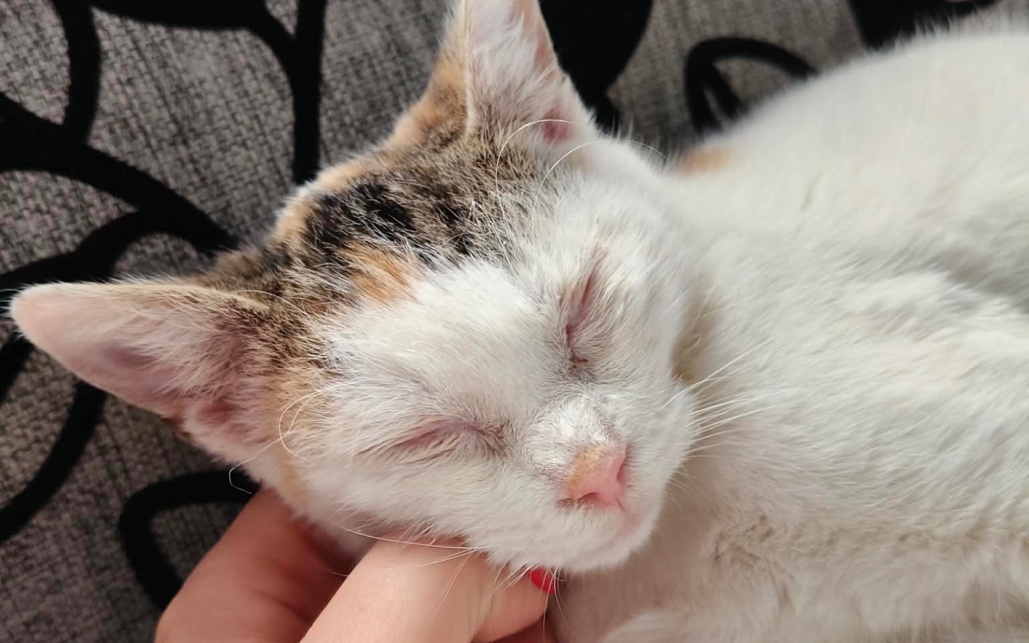 
        Słodki kotek śpiący na kanapie, z zamkniętymi oczami.
    