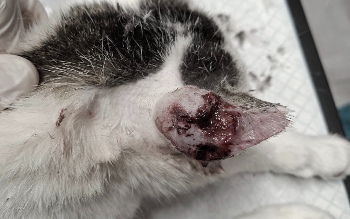 
        Uszkodzone ucho kota, widoczne rany i zranienia.
    