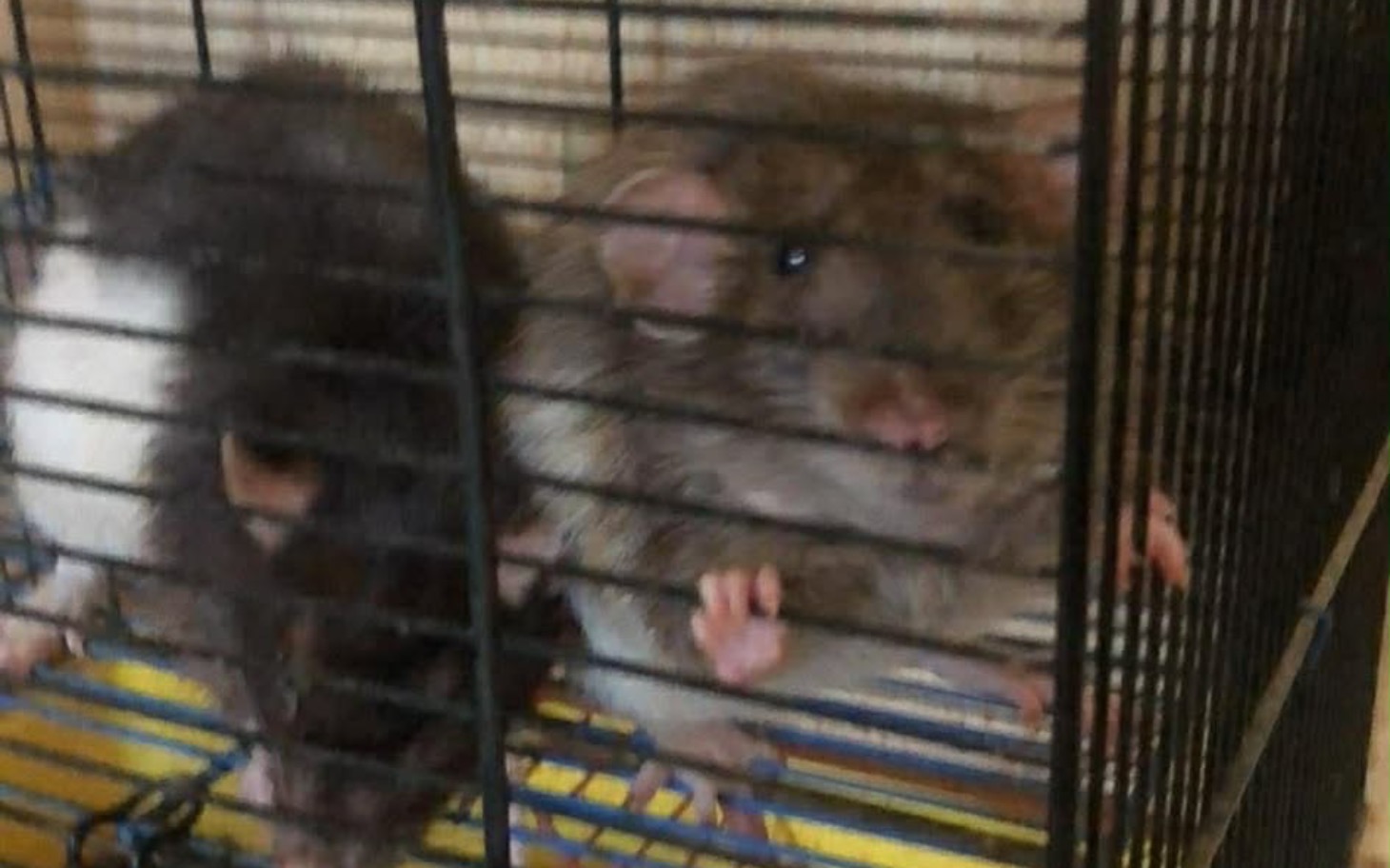 
        Dwa szczury w klatce, patrzące na zewnątrz.
    