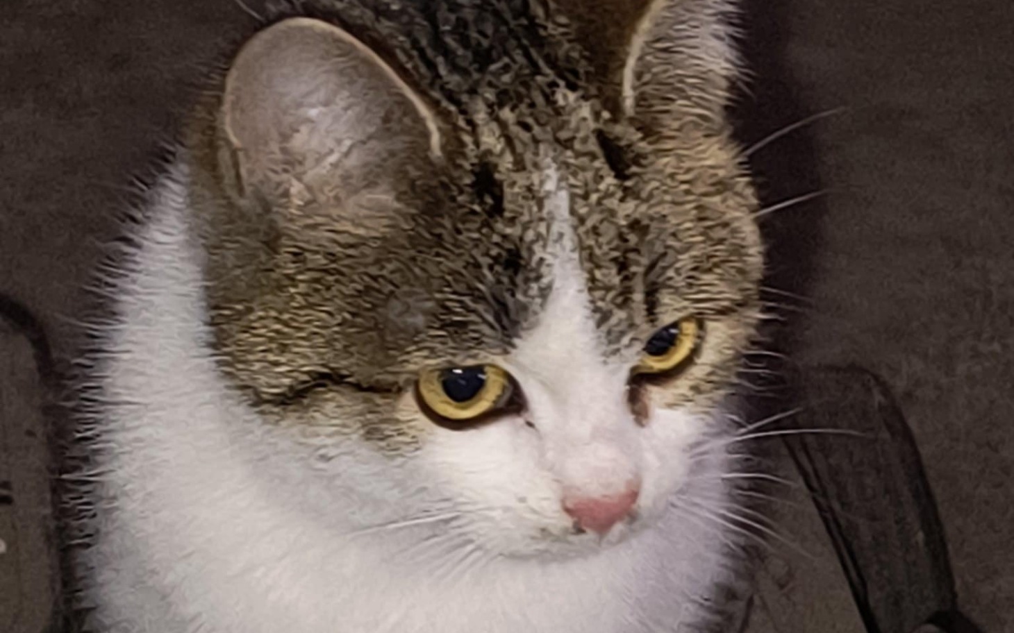 
        Kot z wyrazistymi oczami, patrzący w obiektyw.
    