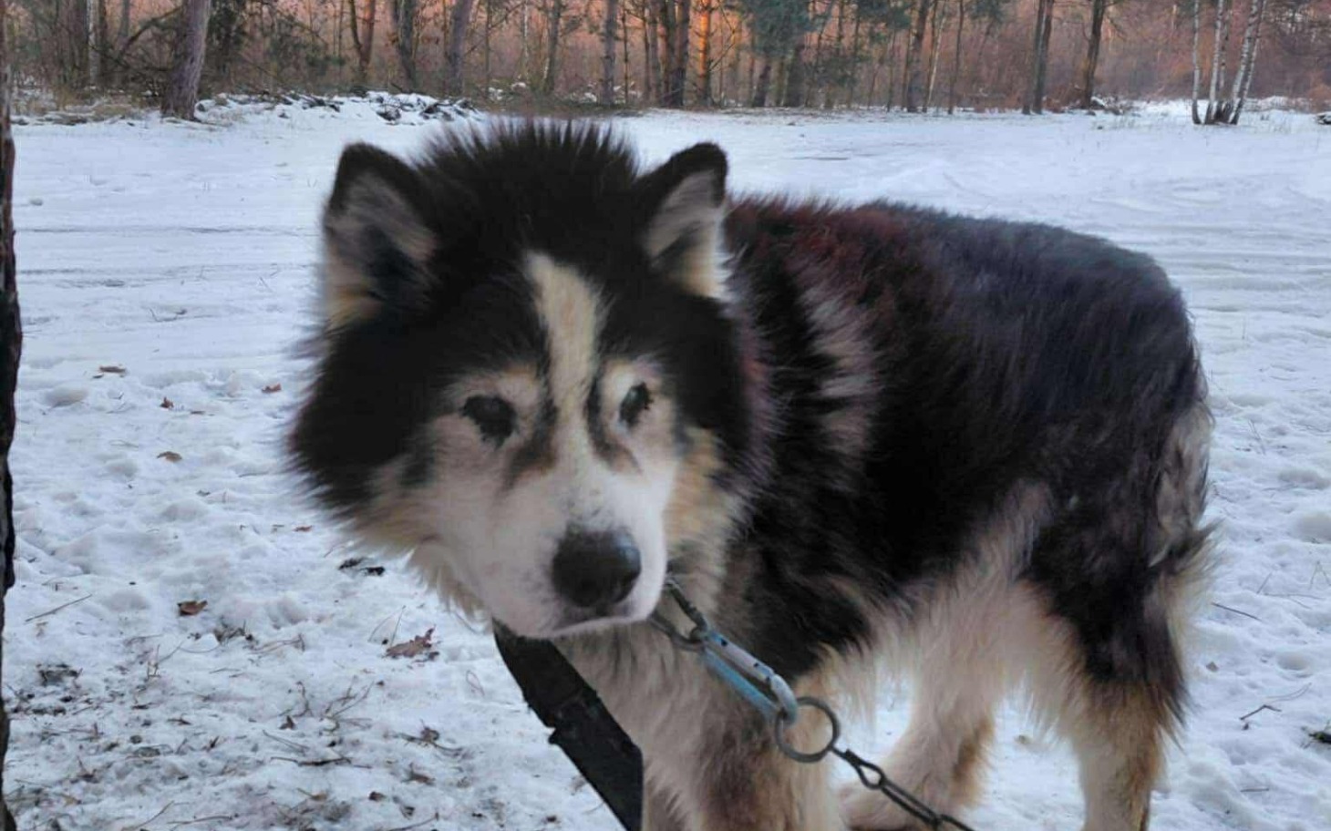
        Pies w zimowym otoczeniu, na śniegu.
    