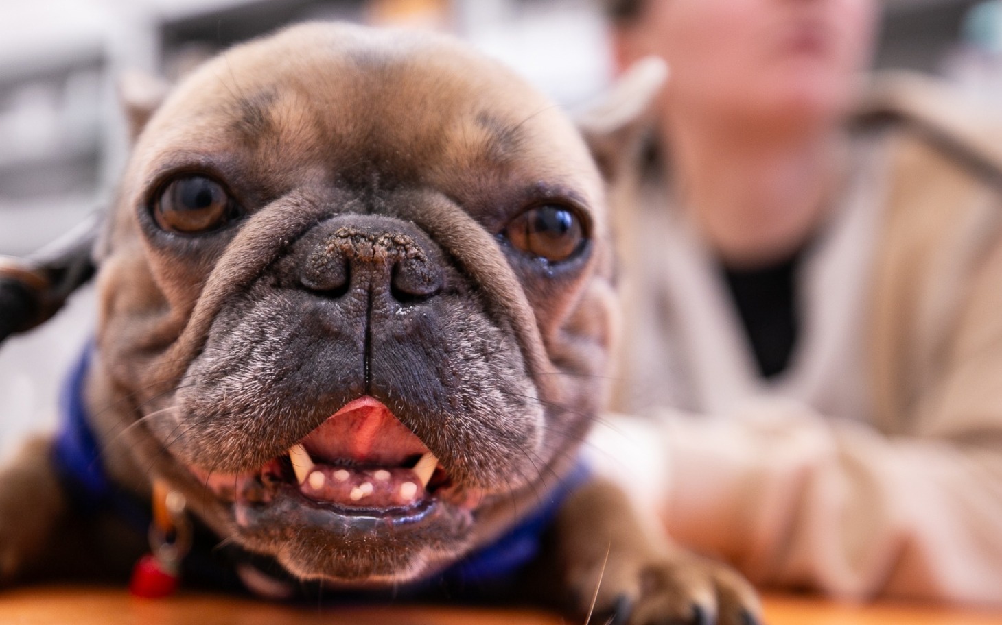 
        Zbliżenie na twarz psa rasy buldog francuski.
    