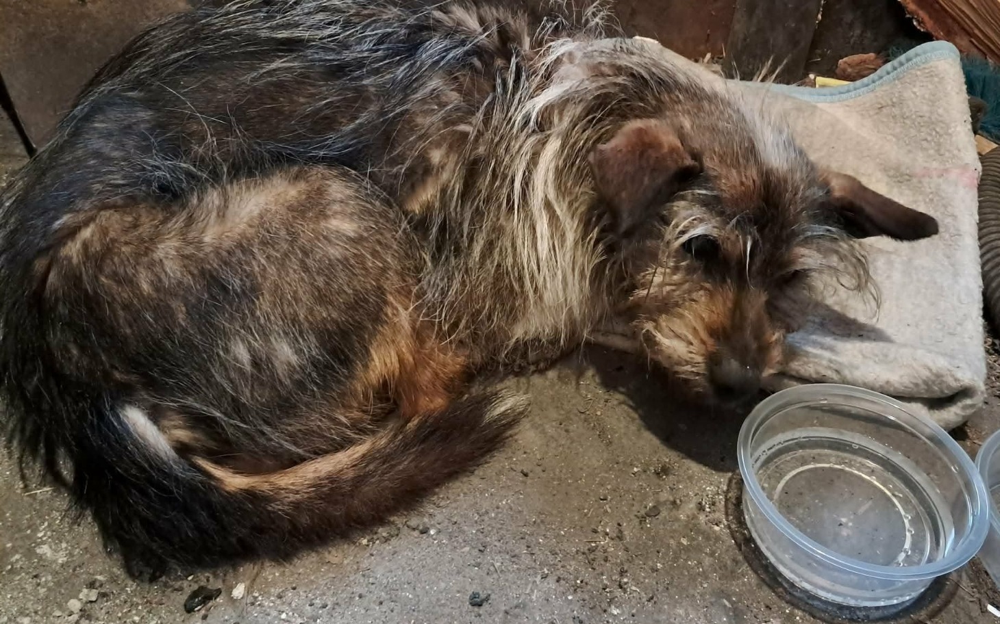 
        Zwierzę leżące na podłodze, wygląda na zmęczone.
    