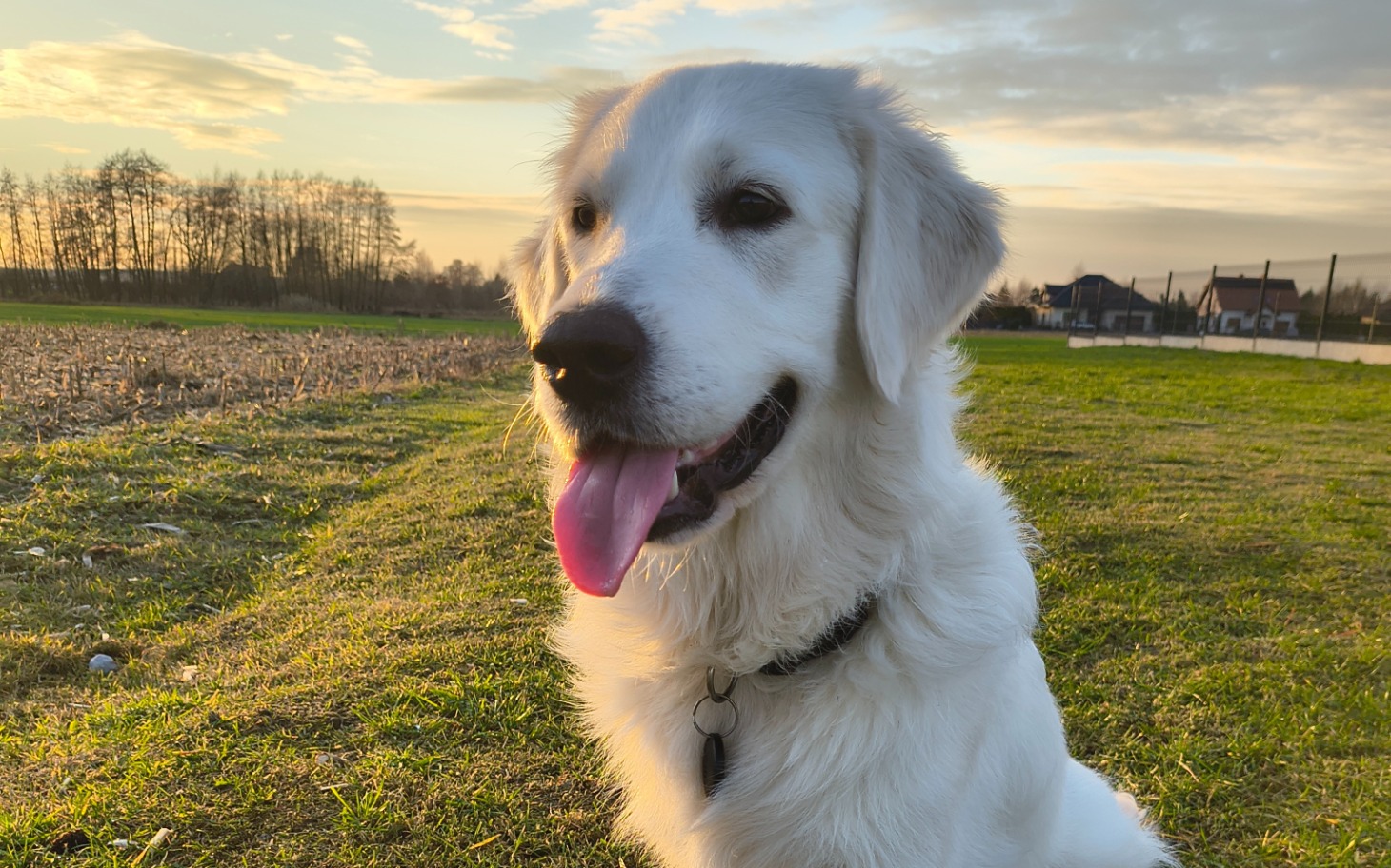 
        Złoty retriever na tle zachodzącego słońca w zielonym otoczeniu.
    
