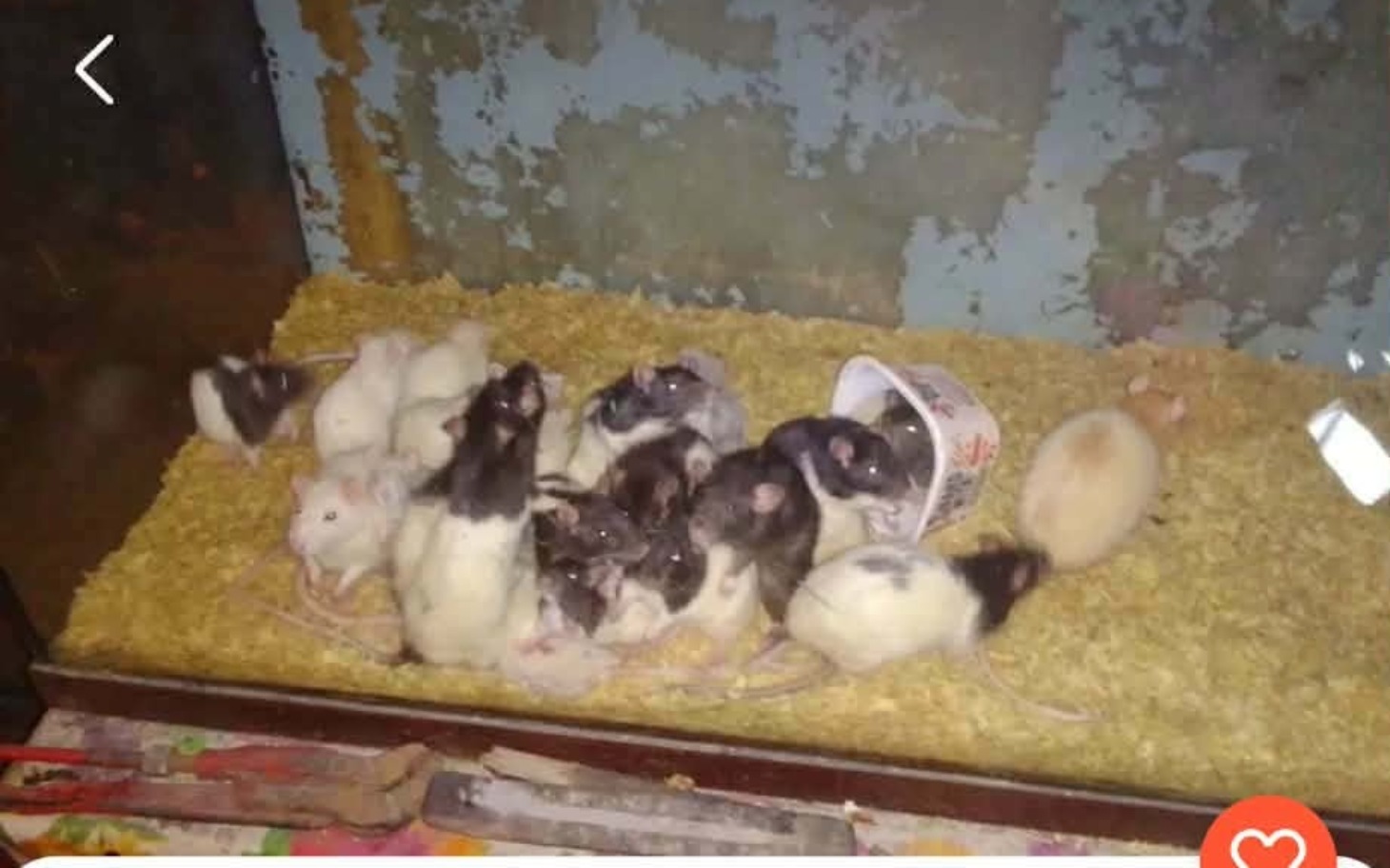 
        Grupa szczurów w klatce, bawiących się na podłożu.
    