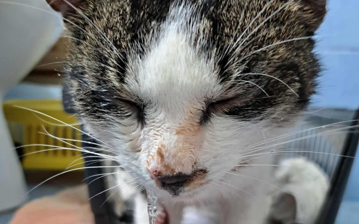 
        Kot z zamkniętymi oczami, odpoczywający w spokojnym otoczeniu.
    