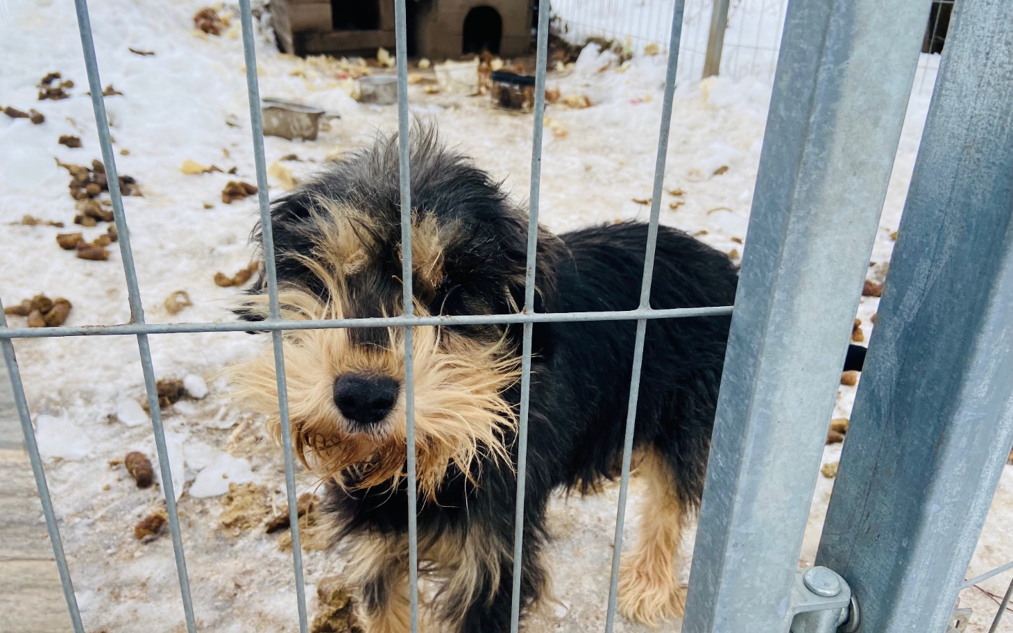 
        Pies w schronisku, wyglądający przez kraty, w otoczeniu śniegu.
    