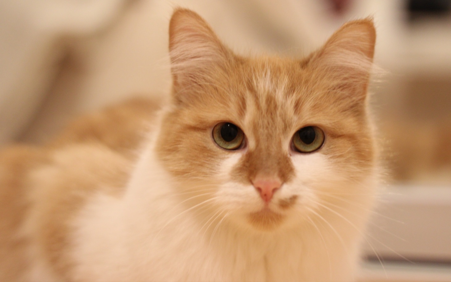 
        Kot o jasnym futrze z zielonymi oczami, patrzący w obiektyw.
    