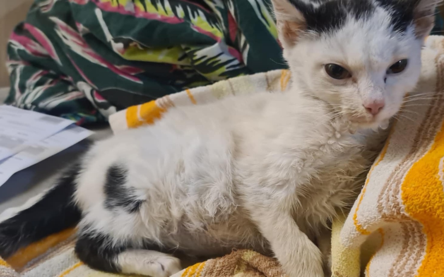 
        Mały kotek leżący na ręczniku, wygląda na zmęczonego.
    