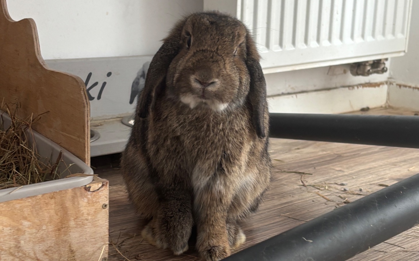 
        Królik siedzący na podłodze, otoczony drewnianymi elementami.
    