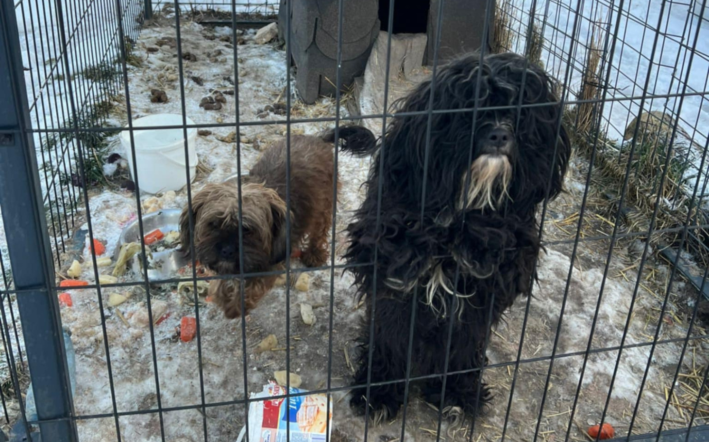 
        Dwa psy w klatce, wyglądające na zmartwione.
    