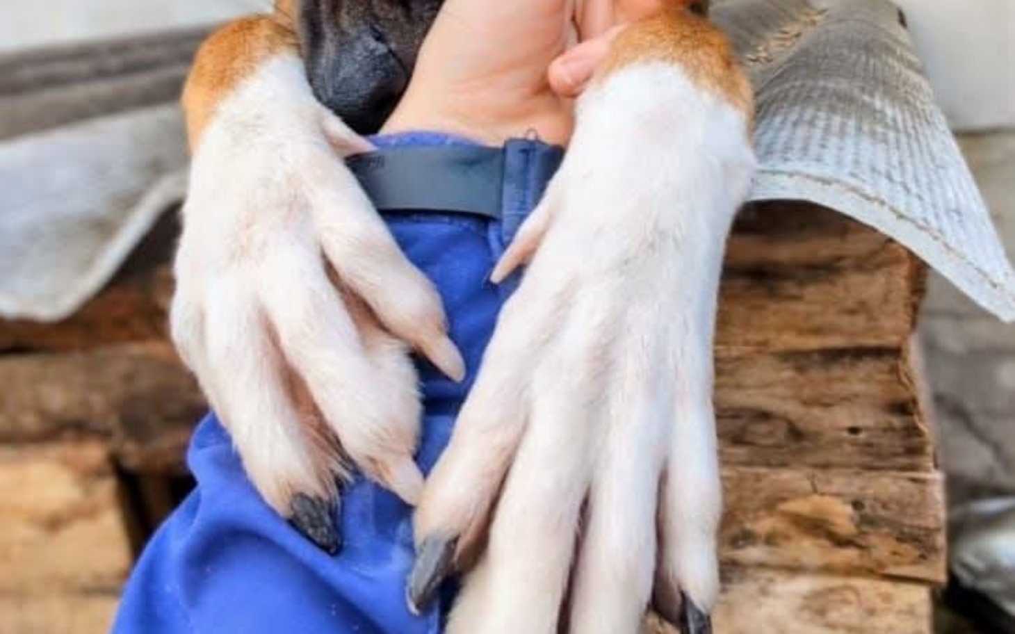 
        Pies trzyma łapę na ręce opiekuna, pokazując przywiązanie.
    