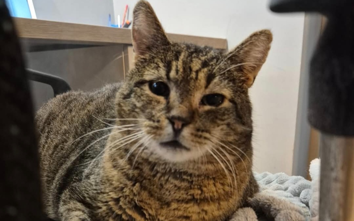 
        Kot leży na kocyku, wygląda na zrelaksowanego.
    