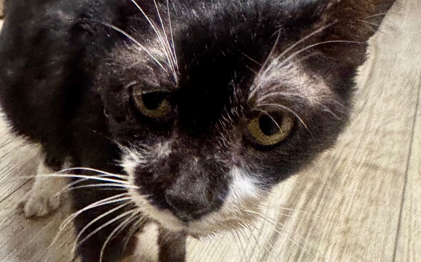 
        Czarny kot z białymi akcentami, ciekawie patrzy w obiektyw.
    