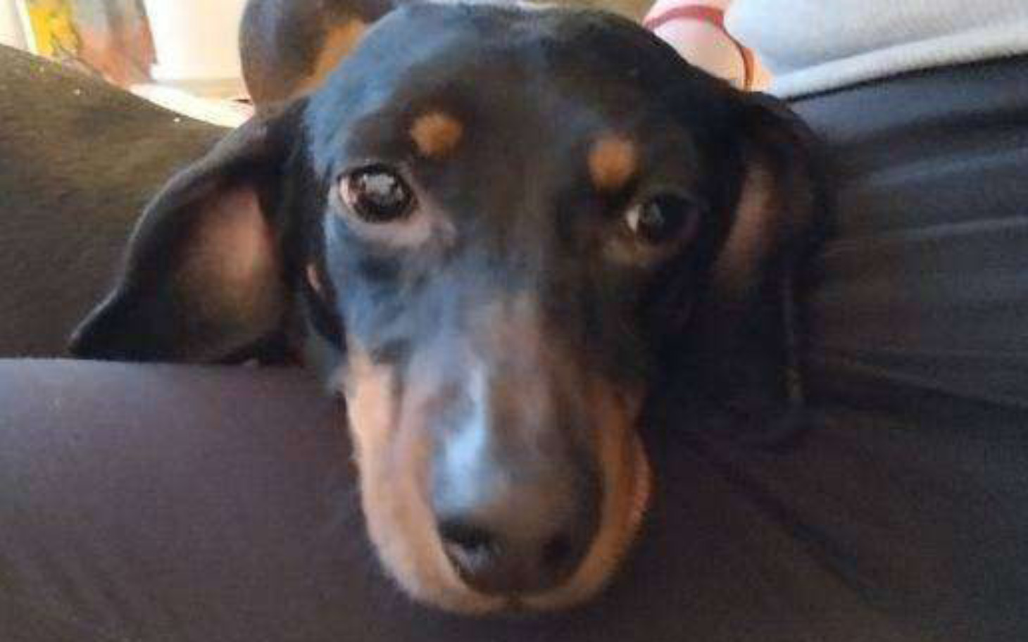 
        Dachshund leżący na kolanach, z wyrazem spokoju i zaufania.
    