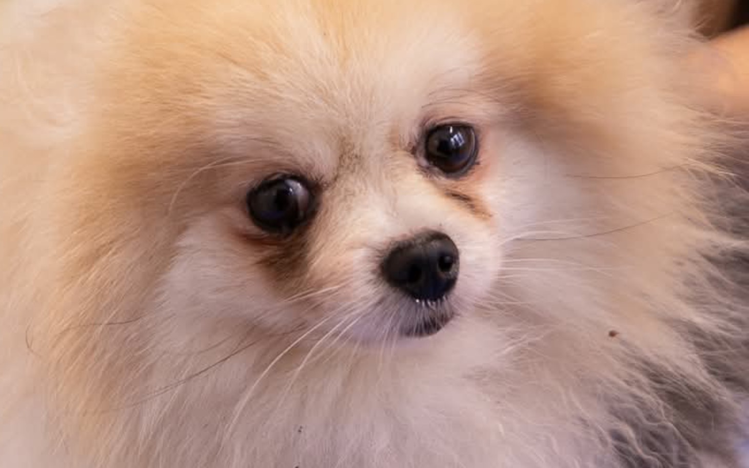 
        Pies rasy pomeranian z puszystym futrem i wyrazistymi oczami.
    