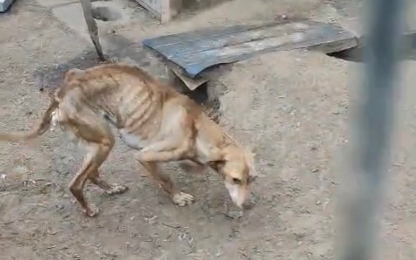 
        Chudy pies w złym stanie zdrowia porusza się po ziemi.
    