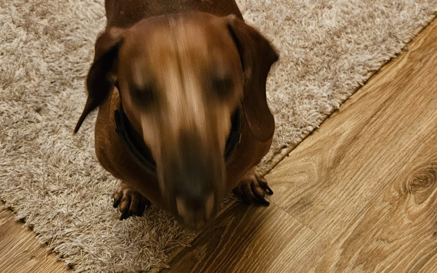 
        Rozmyty obraz psa na dywanie, w ruchu.
    