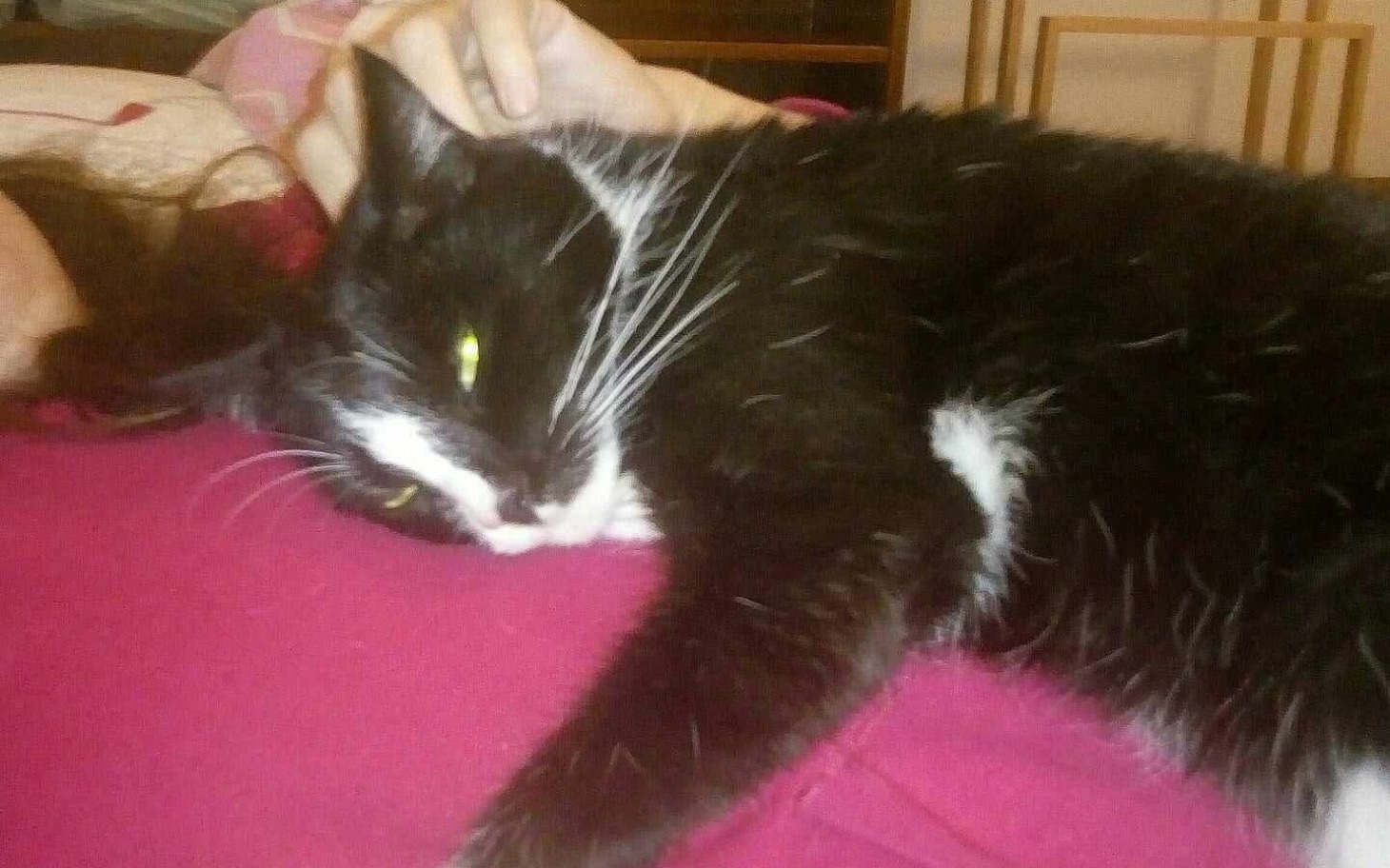 
        Czarny kot leży na brzuchu właściciela, wyglądając na zrelaksowanego.
    