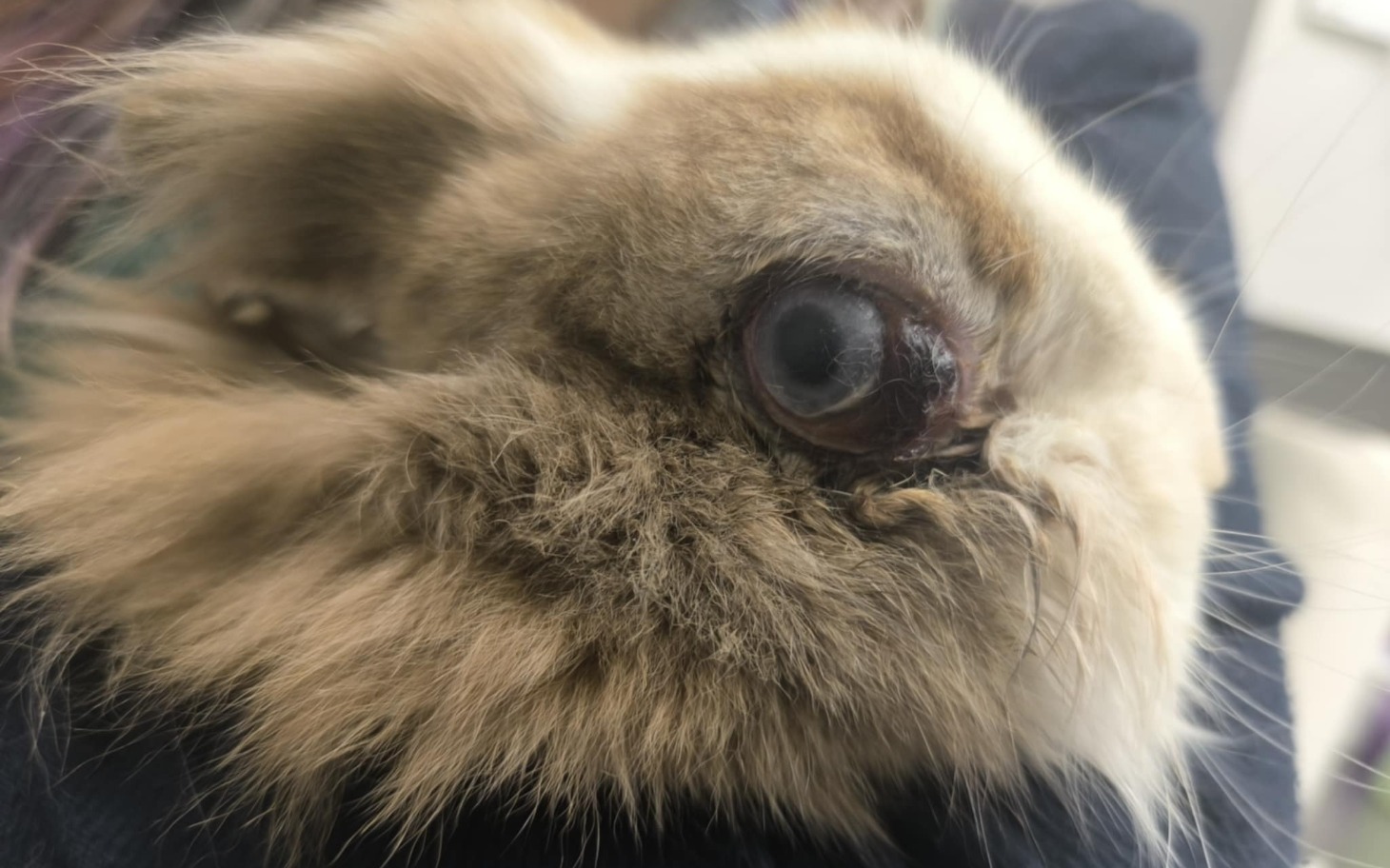 
        Zbliżenie na futrzastego królika z dużymi oczami.
    