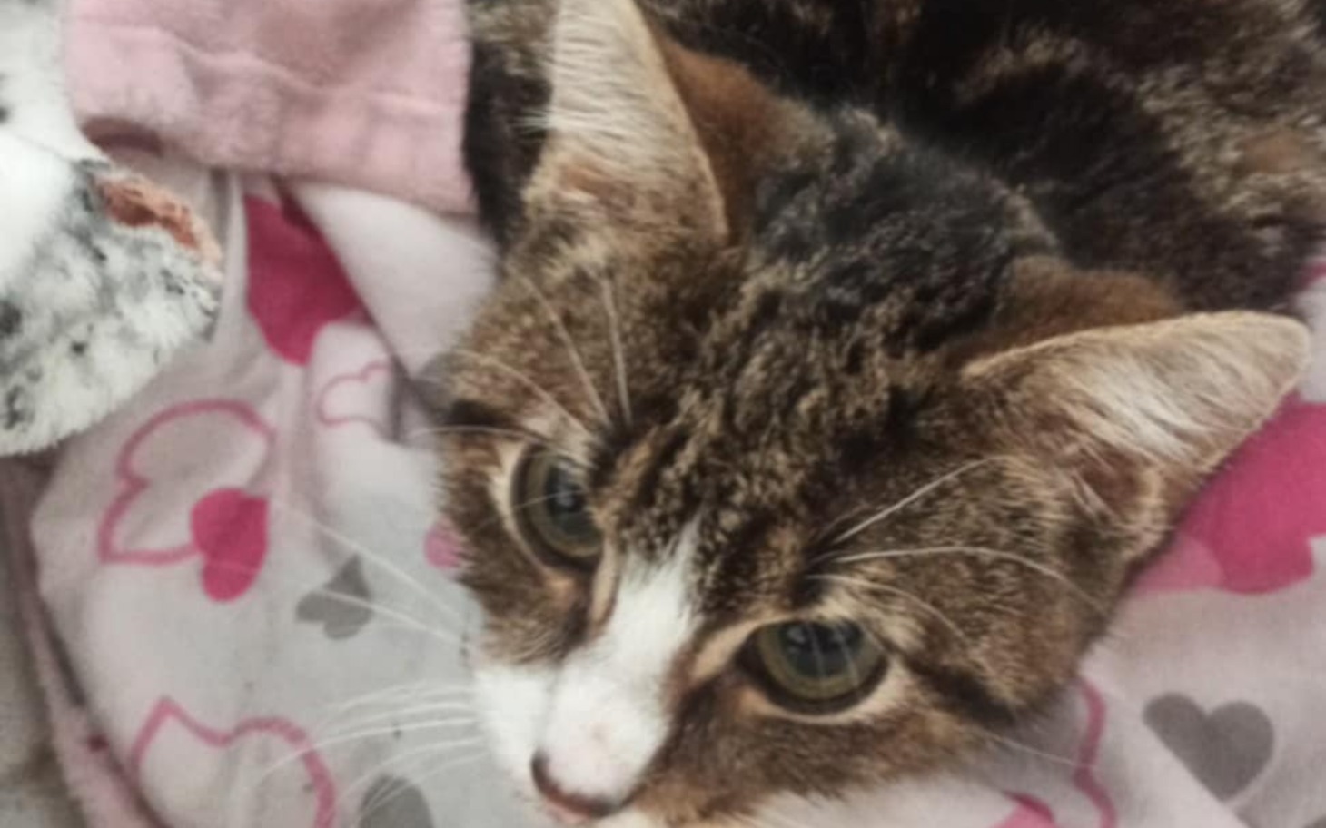 
        Kot odpoczywający na poduszce.
    