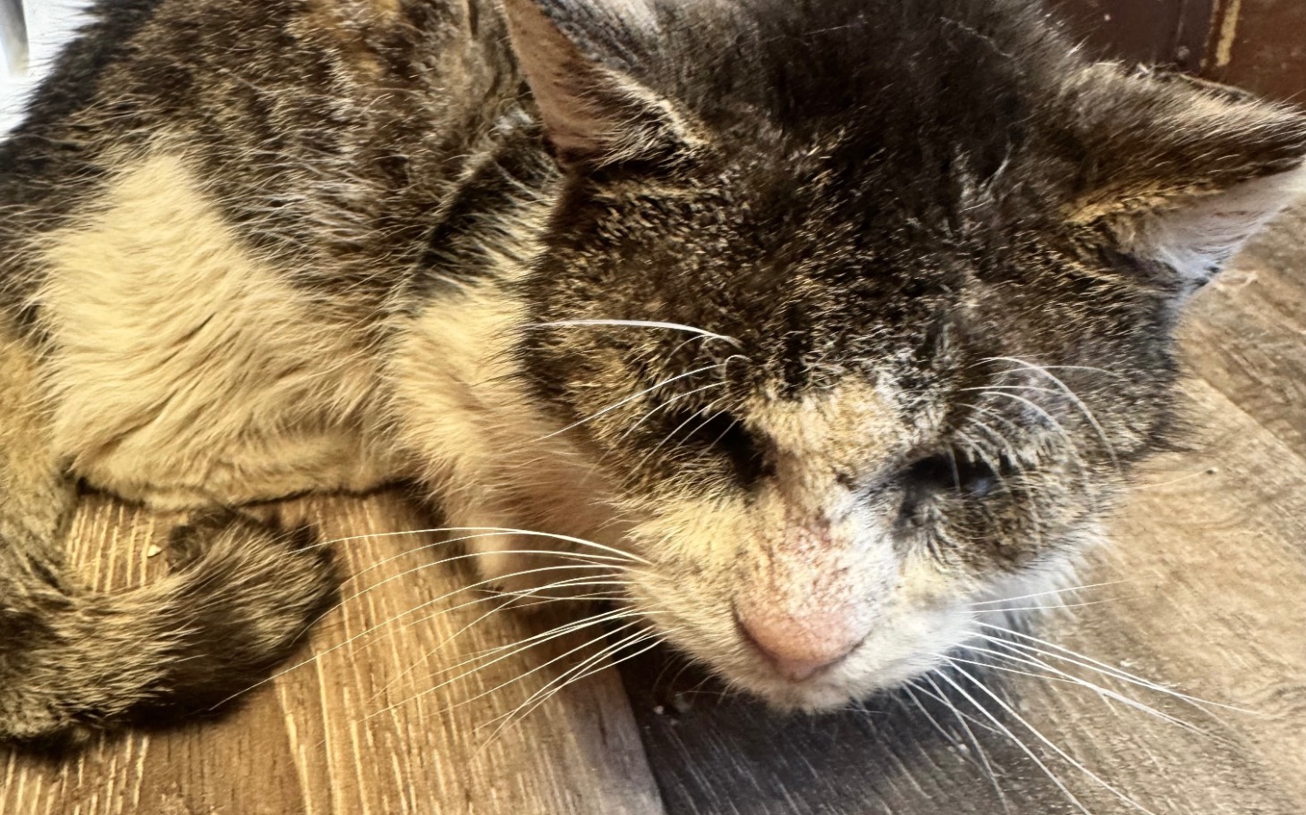 
        Chory kot leżący na podłodze, z widocznymi problemami zdrowotnymi.
    