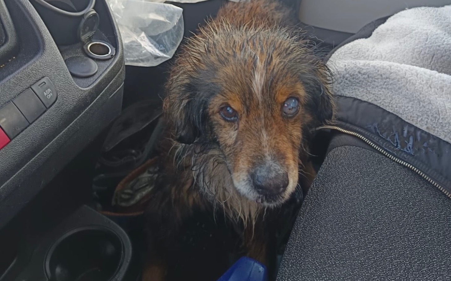 
        Pies w samochodzie, mokry i zmartwiony, szuka pomocy.
    