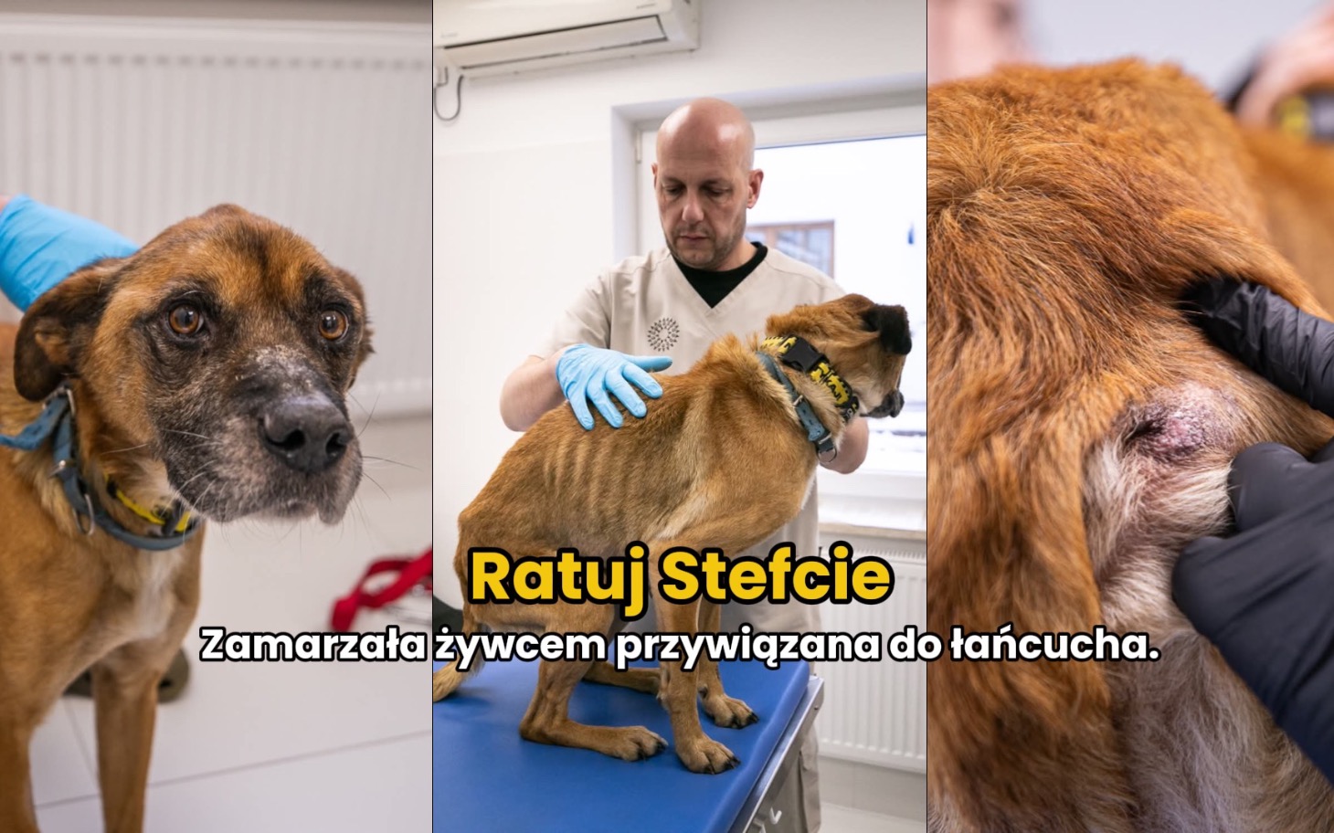 
        Pies w klinice weterynaryjnej, potrzebuje pomocy.
    