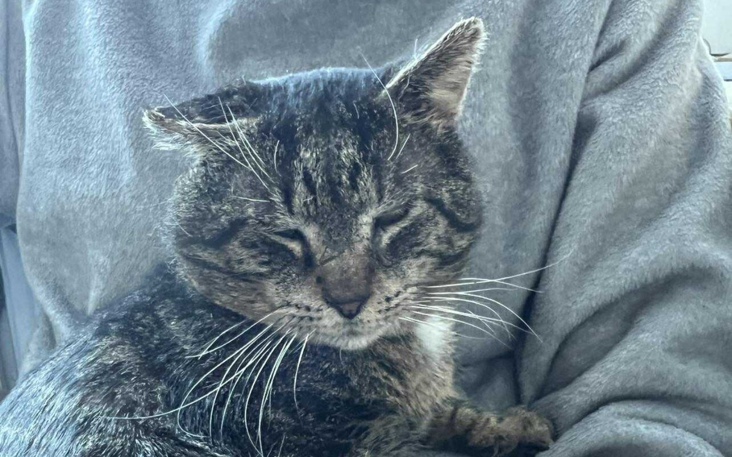 
        Kot śpiący na rękach właściciela.
    