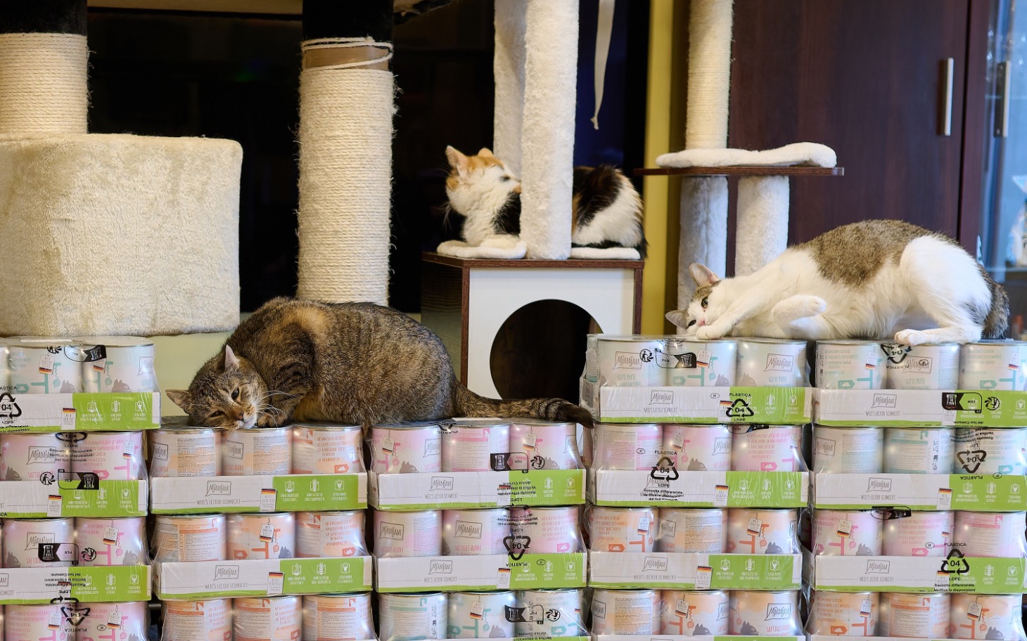 
        Koty odpoczywające na stosie puszek z jedzeniem.
    