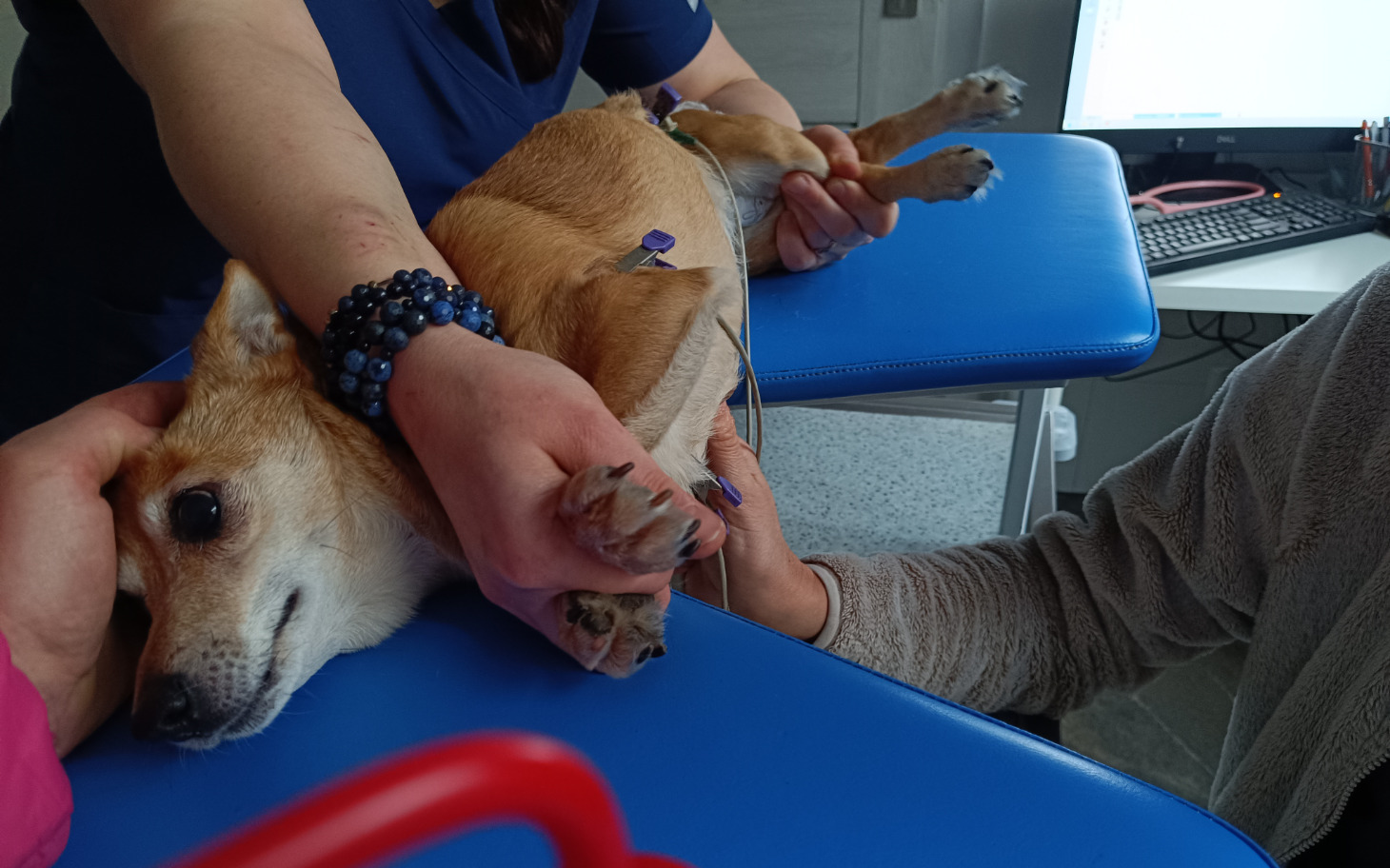 
        Pies na stole weterynaryjnym, trzymany przez opiekunów.
    