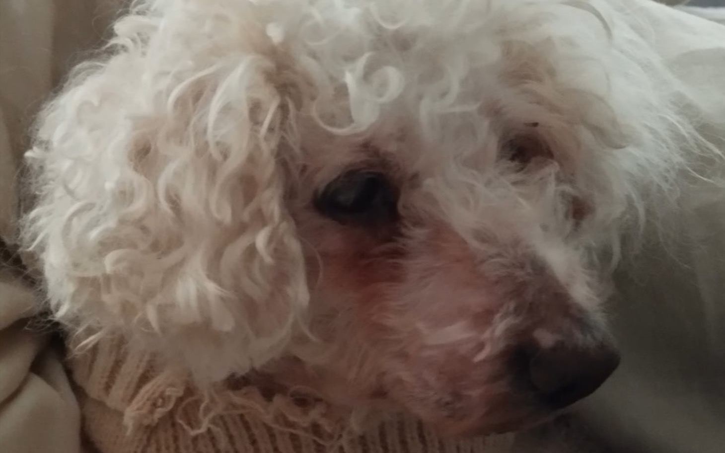 
        Biały pies z kręconym futrem.
    