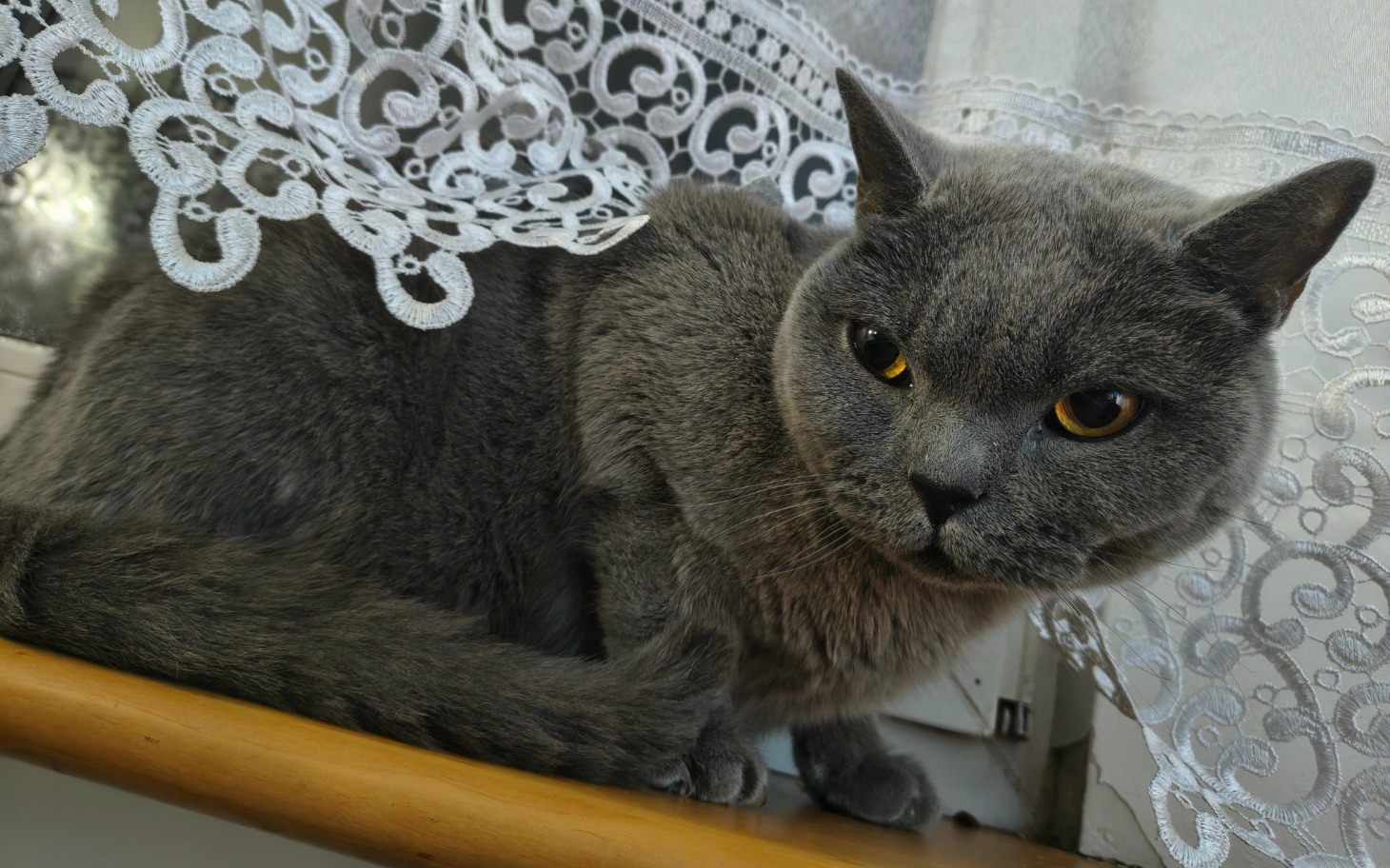 
        Szary kot siedzący na parapecie, z ciekawym spojrzeniem.
    