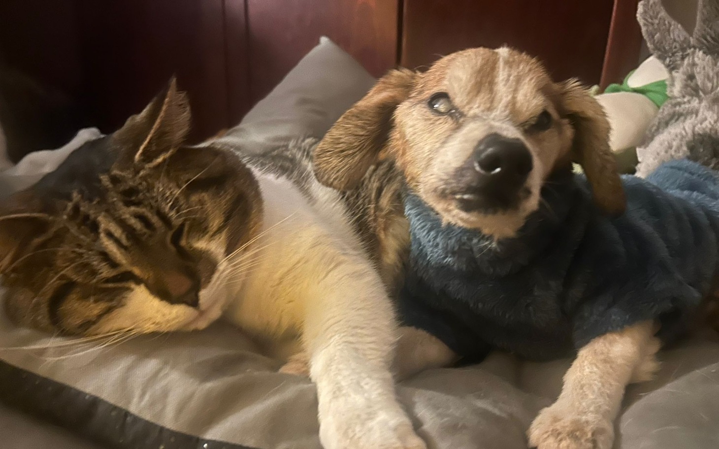 Kot i pies leżą razem na łóżku, wyglądają na zrelaksowane.