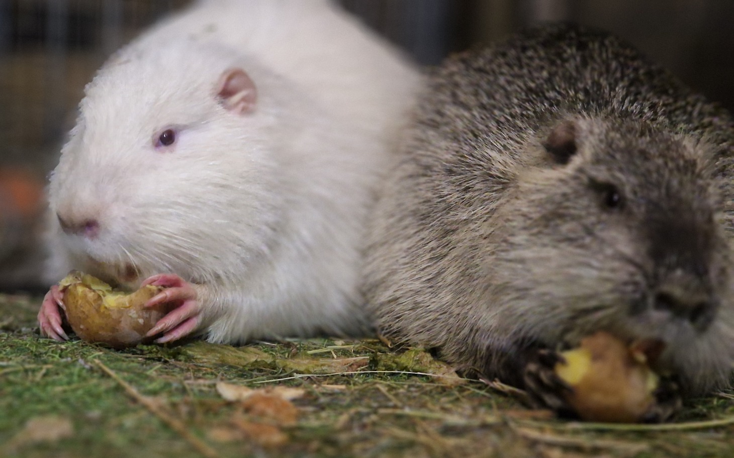 
        Dwie świnki morskie jedzące ziemniaki, w przytulnym otoczeniu.
    