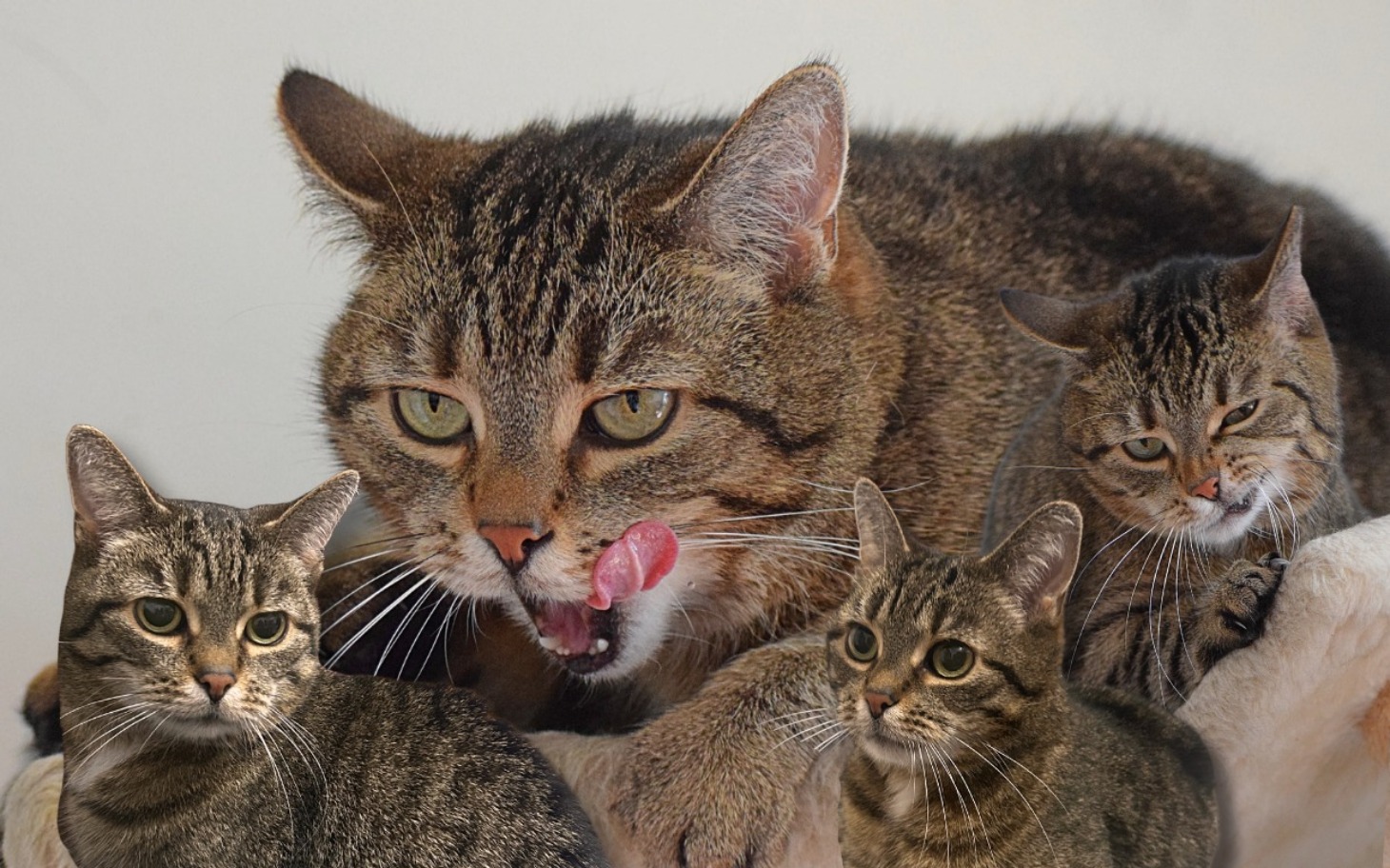 
        Koty w różnych pozach, z wyrazami ciekawości i radości.
    