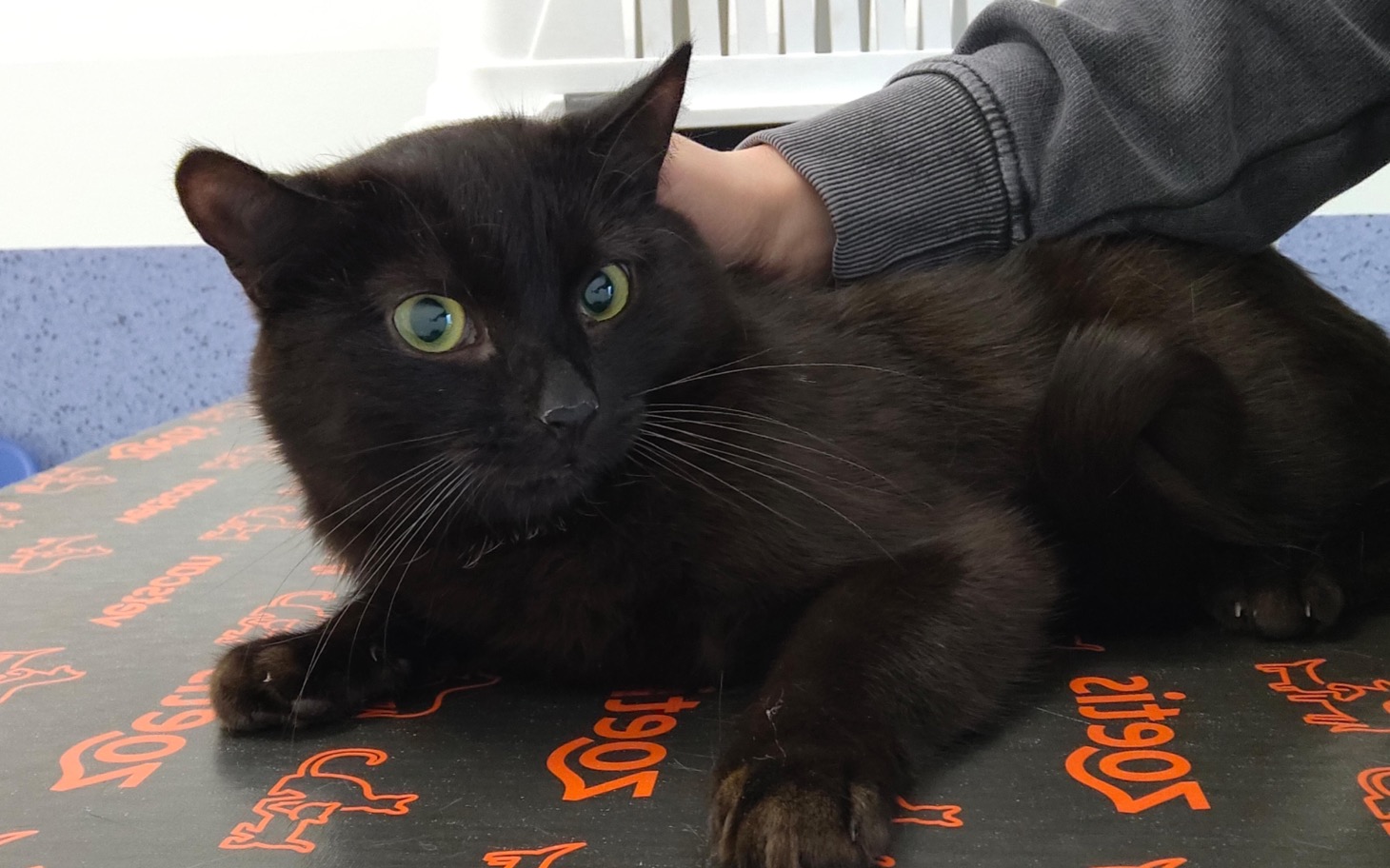 
        Czarny kot na stole, z wyrazistymi zielonymi oczami.
    