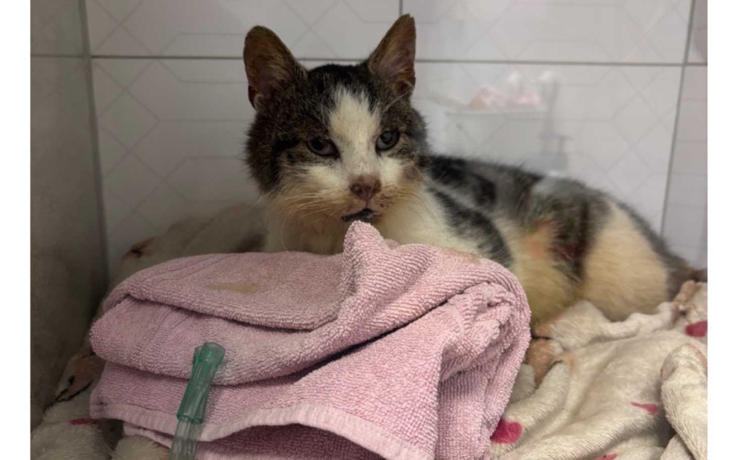 
        Chory kot leżący na ręczniku w klinice weterynaryjnej.
    