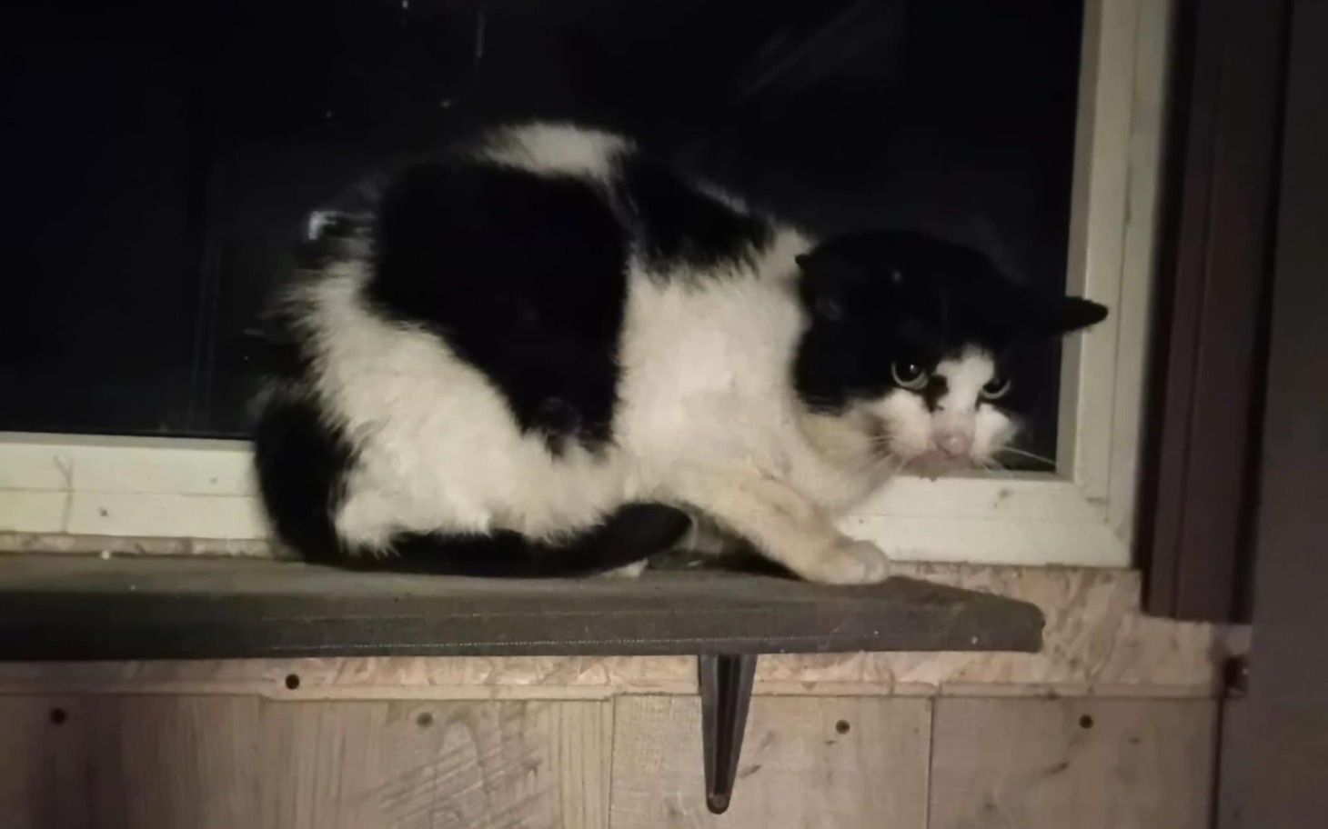 
        Kot siedzący na parapecie, z ciekawym spojrzeniem.
    